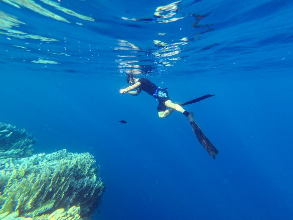沙烏地阿拉伯釣最傻的魚
